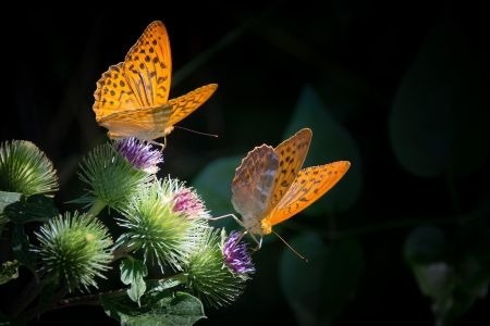 The Market Spent The First Half Of 2026 Floating Like A Butterfly