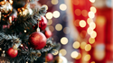 Oh Christmas Tree, Oh Christmas Tree: 5 Christmas Tree Facts