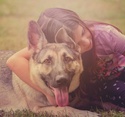 Is Fido Excluded On Your Home Insurance?