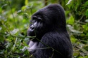 The 800 Pound Economic Gorilla