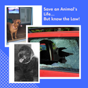 Save an Animal’s Life…But Know the Law!