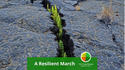 A Resilient March