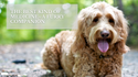 The Best Kind of Medicine–A Furry Companion