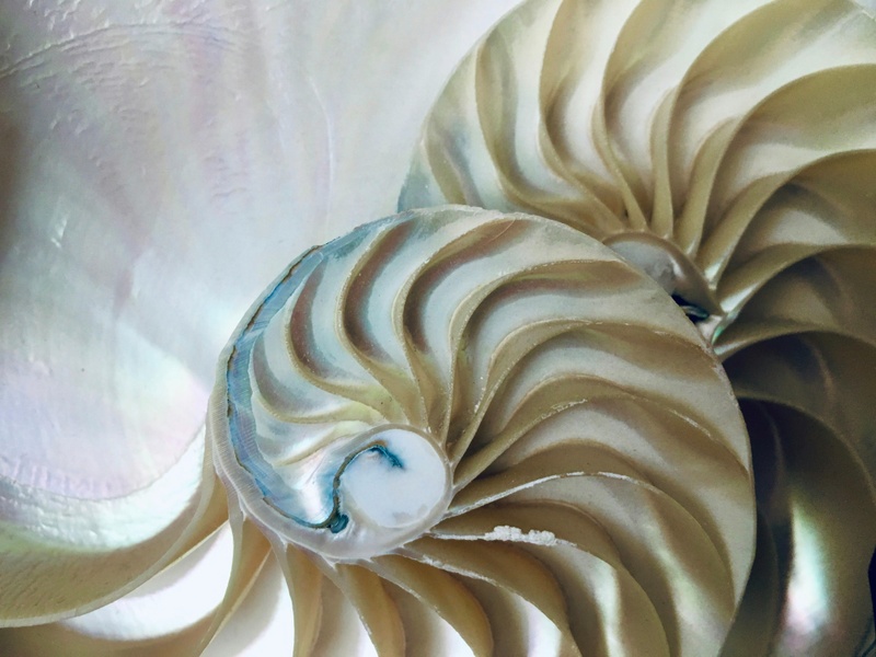 The Fractal Pattern of Renewal