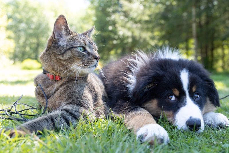 Is Pet Insurance Worth the Cost? Evaluating the Pros and Cons for Your Furry Friends