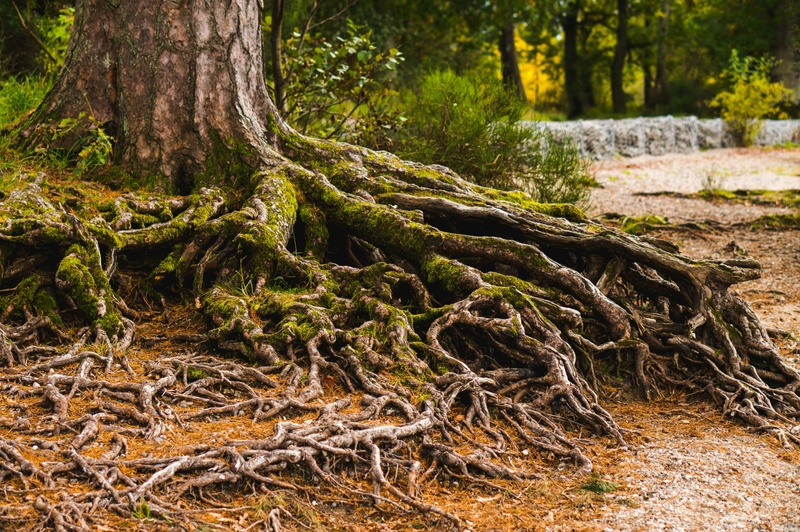 What Is Accidental Disinheritance—and How Can You Protect Your Legacy?