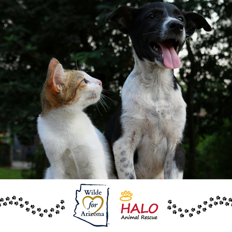 Donate to HALO Animal Rescue and Make a Lasting Impact