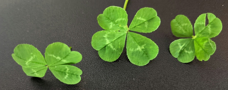 Luck Fades. Planning Compounds.