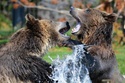 Bear Market Q&A