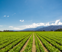Getting Started: Financial Planning in the Bakersfield, CA Agricultural Community