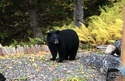 Dealing with Bears