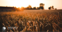 The Stages of Value Maturity - Stage IV: Harvest
