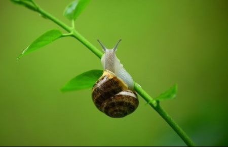Fast As A Snail