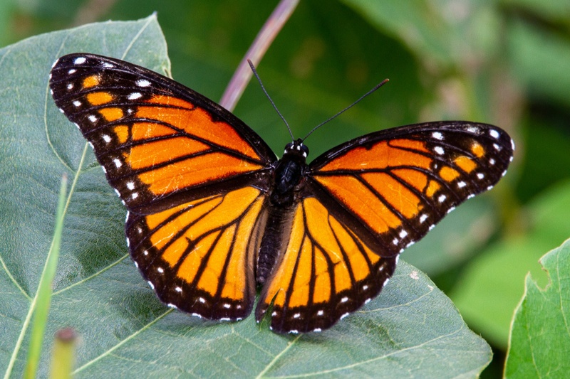 Metamorphosis