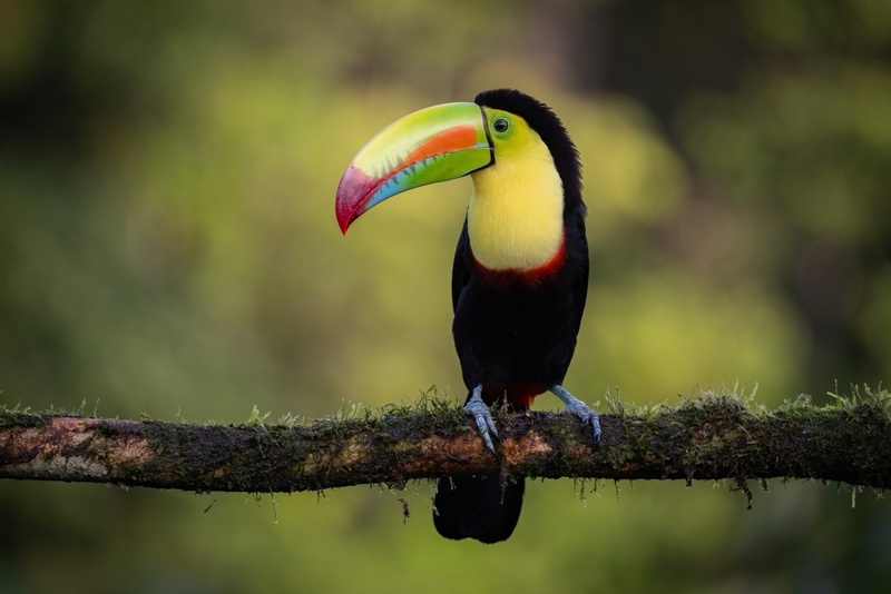 Amazon Bonds, College Costs, and Costa Rica