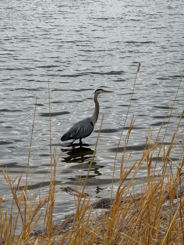 Great Blue Heron