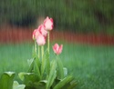 April Showers Bring May Flowers