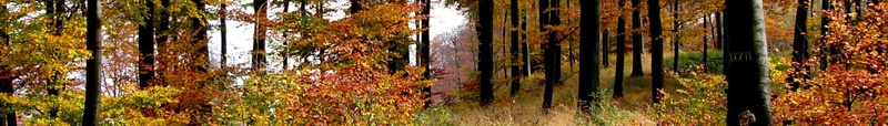 The Fall Reset: Clear the Clutter, Clarify the Plan