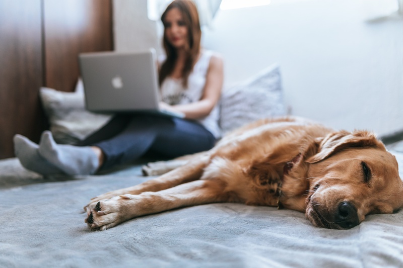 Emotional Support Animals for Children With Disabilities