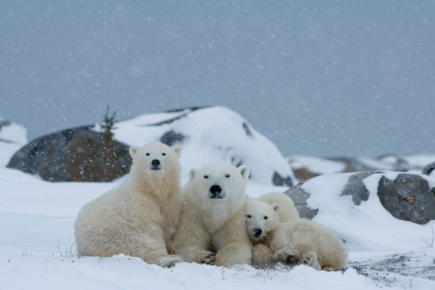Succession Plans, Satellite Campuses, and Sea Bears