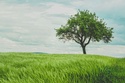Dividend Growth Strategy - Wisdomtree US Dividend Growth ETF (DGRW)