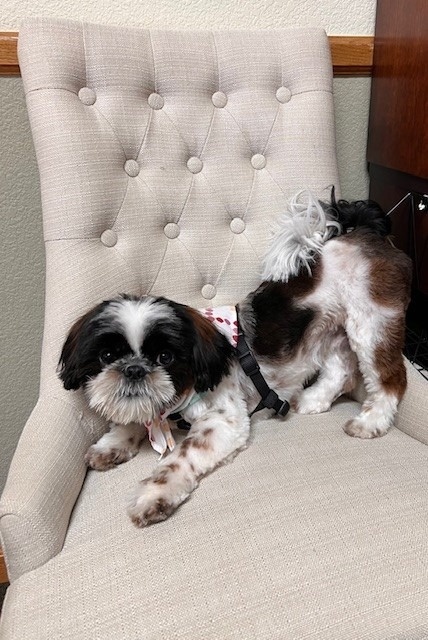 Meet Gizmo - Greeter/Morale Trainee