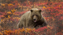 A Survival Guide for a Bear Market