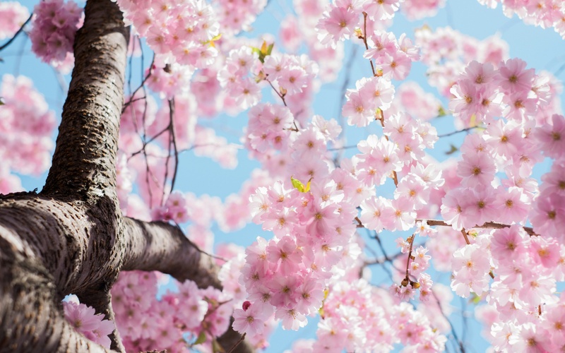 Spring is Like a Caterpillar