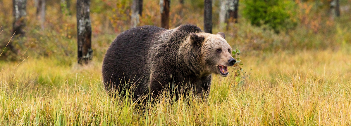 How to Survive a Bear Market Attack