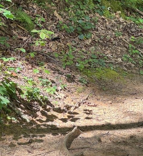 Our Getaway to Blue Ridge, GA