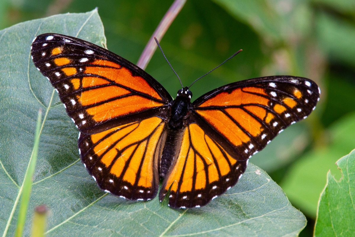 Metamorphosis