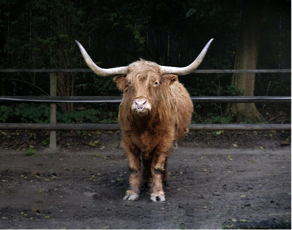 This Baby Bull Has Time to Grow