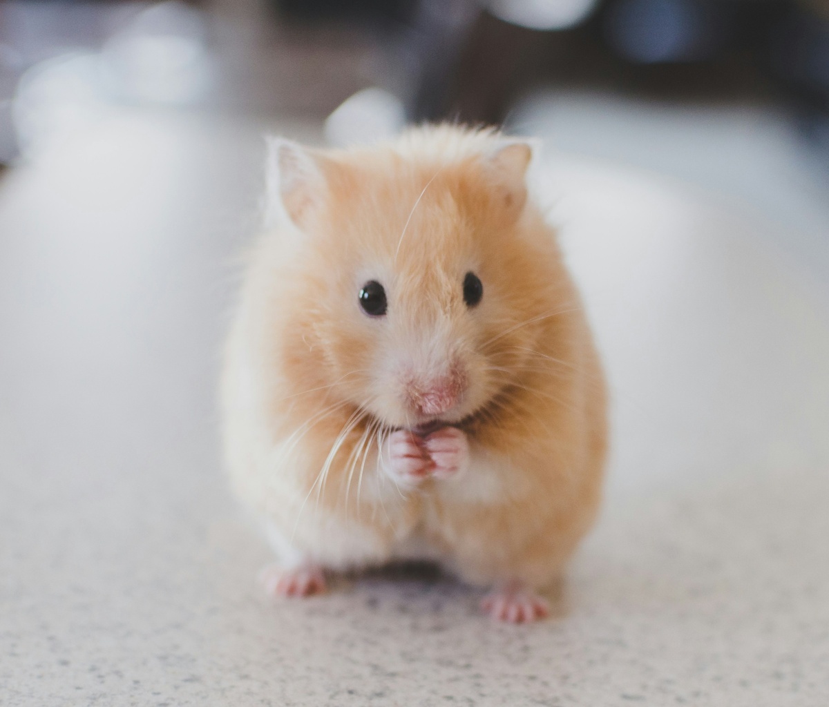 Weekly Market Insights: Stocks Rise, Anticipating Rate Cut