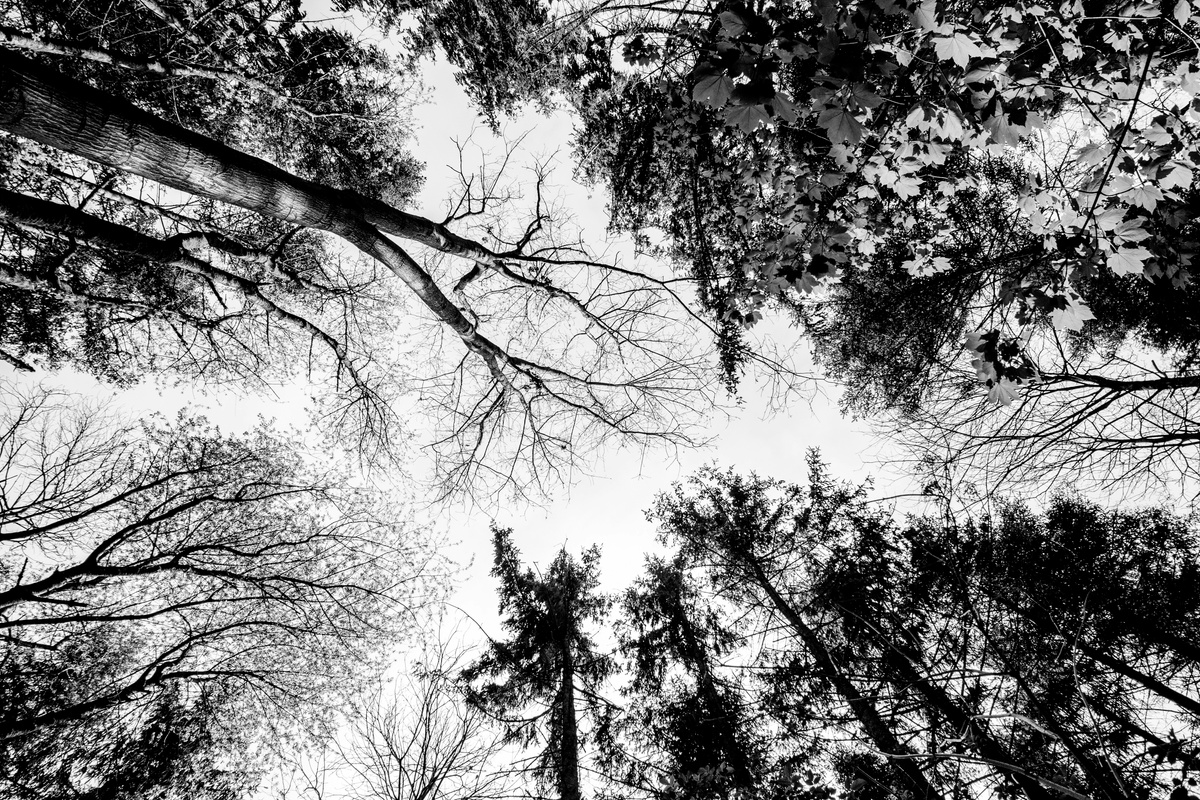 Perspectives