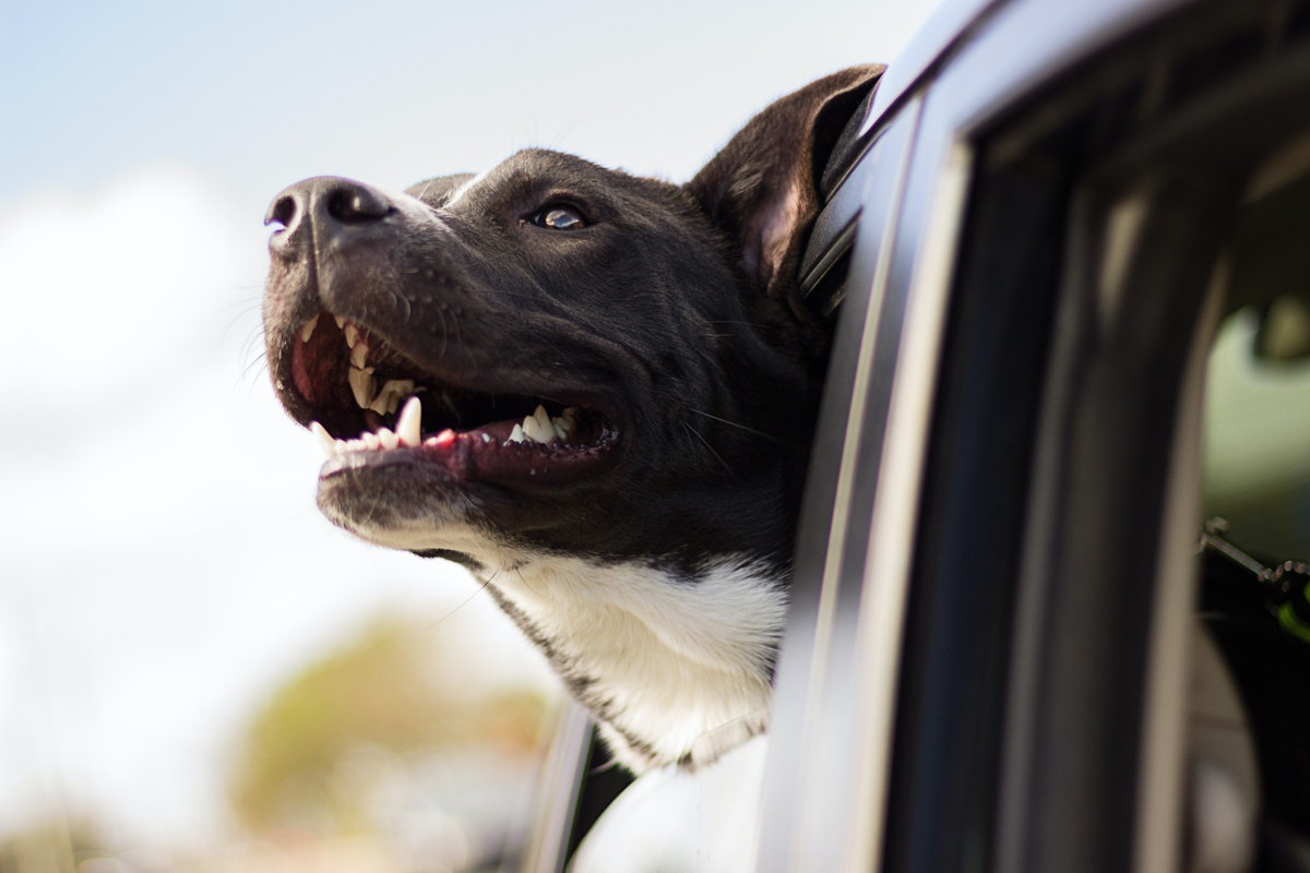 Safety Tips for Driving with Pets
