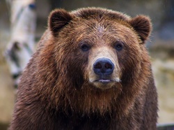 How to Survive a Bear (Market) Attack