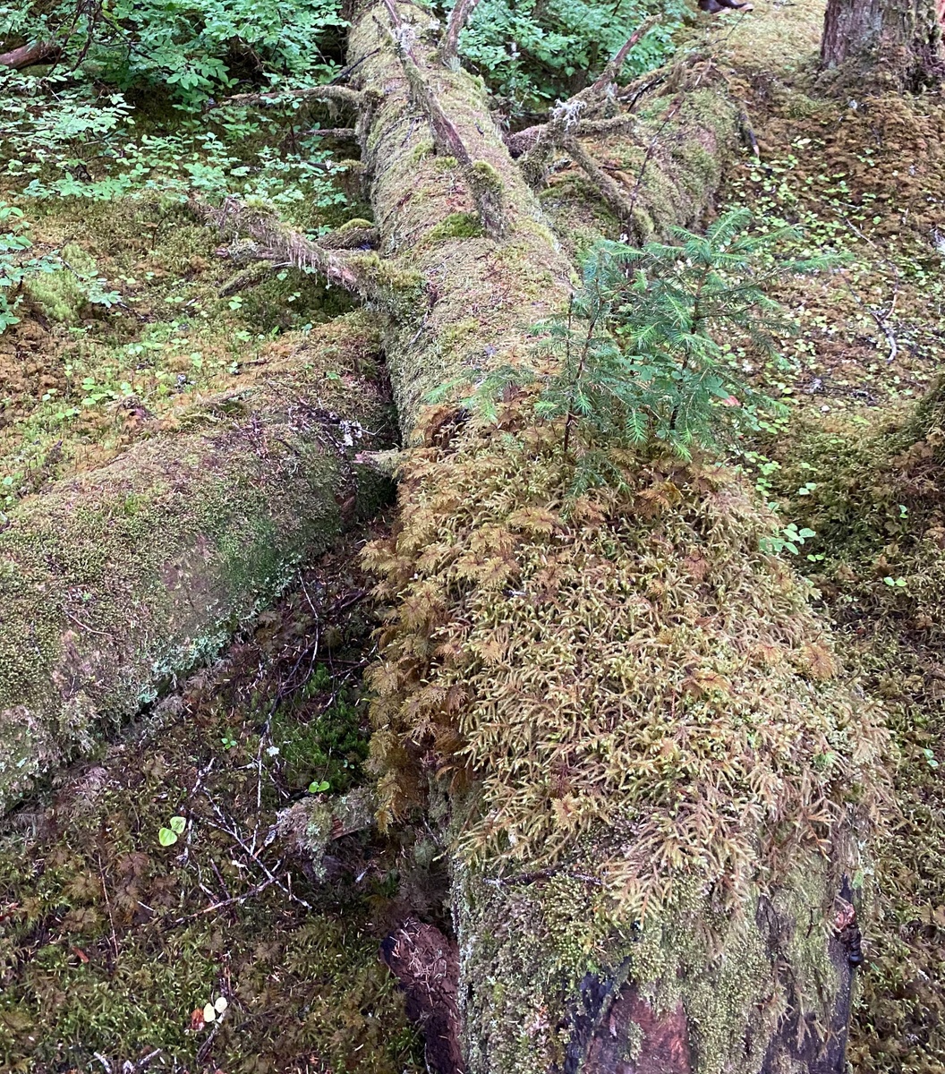 The Wooden Nickel:  Trouble With Trees