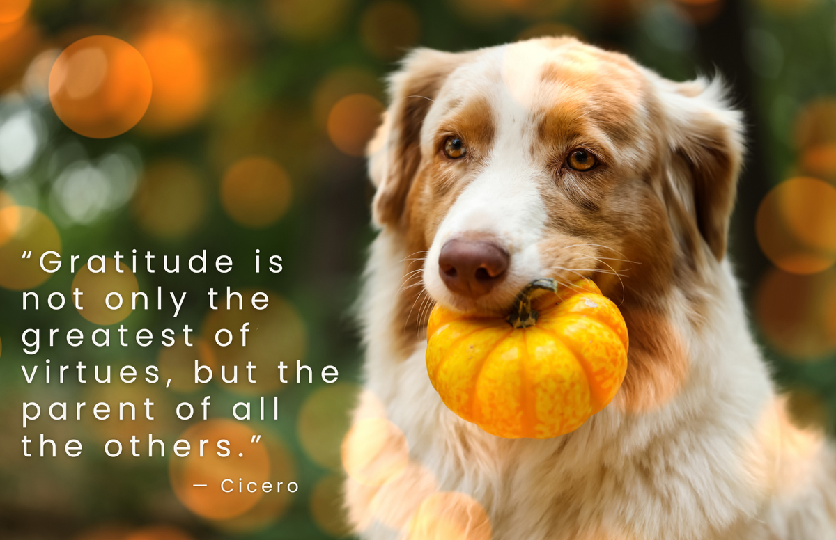 Happy Thanksgiving!