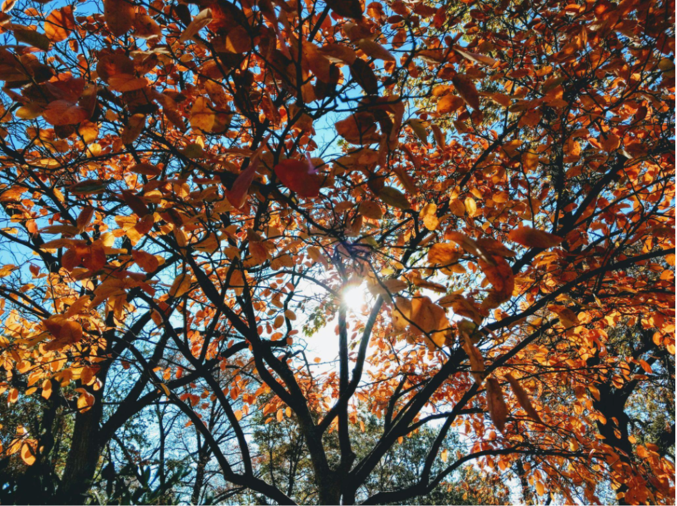 Fun Fall Things to Do in Muncie, Indiana
