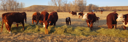Selling Hay vs. Feeding Hay