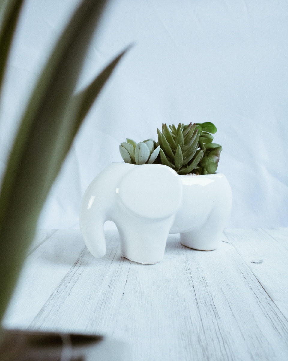 White Elephant Inheritance