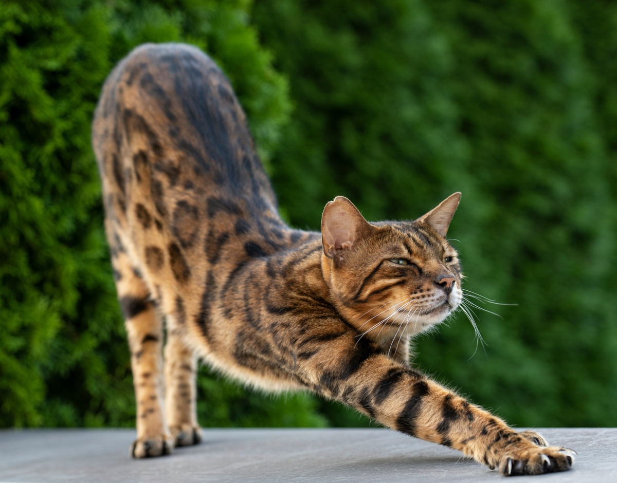 Weekly Market Insights | Santa Rally in Holding Pattern