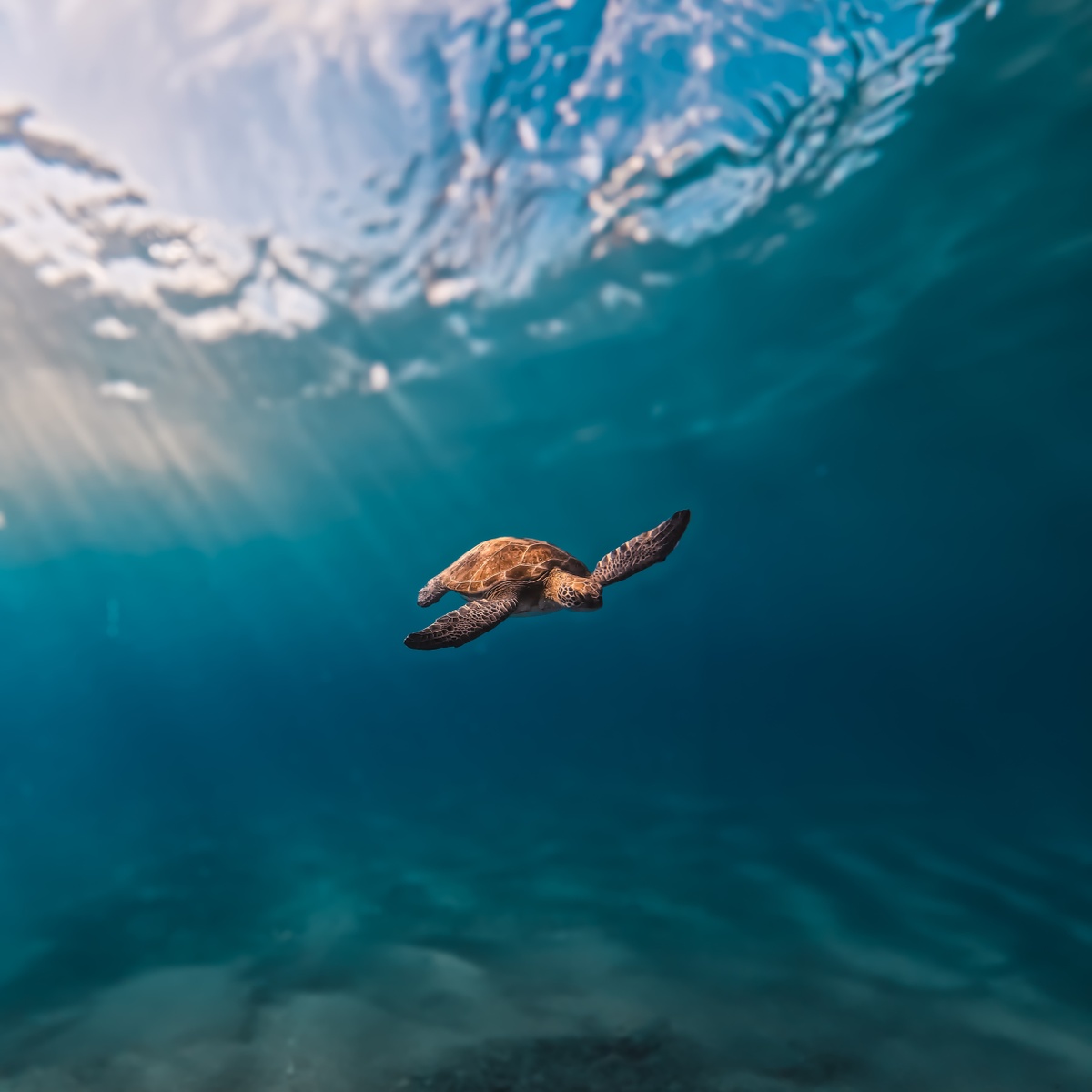 Sustainable Investing: Navigating the Future with Blue and Green Bonds