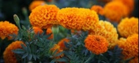 Gardening & Outdoor Ideas