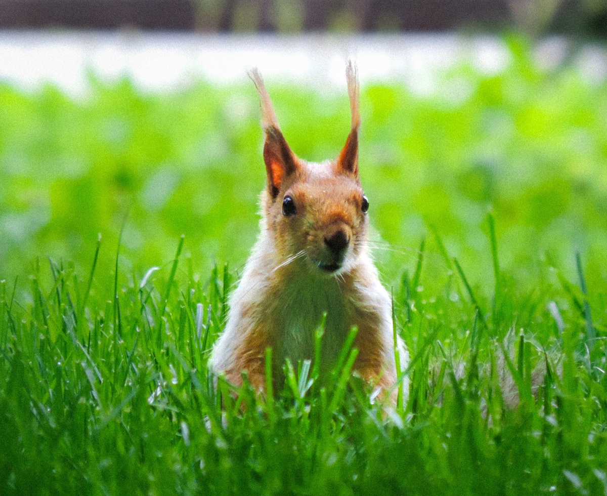 Weekly Market Insights: Powell: Fed is Ready for Rate Cut