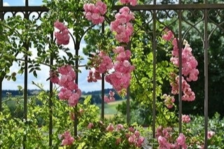 A Rosy View