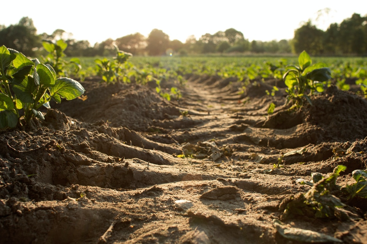 Crop Insurance: Essential Coverage for Farmers and Ranchers