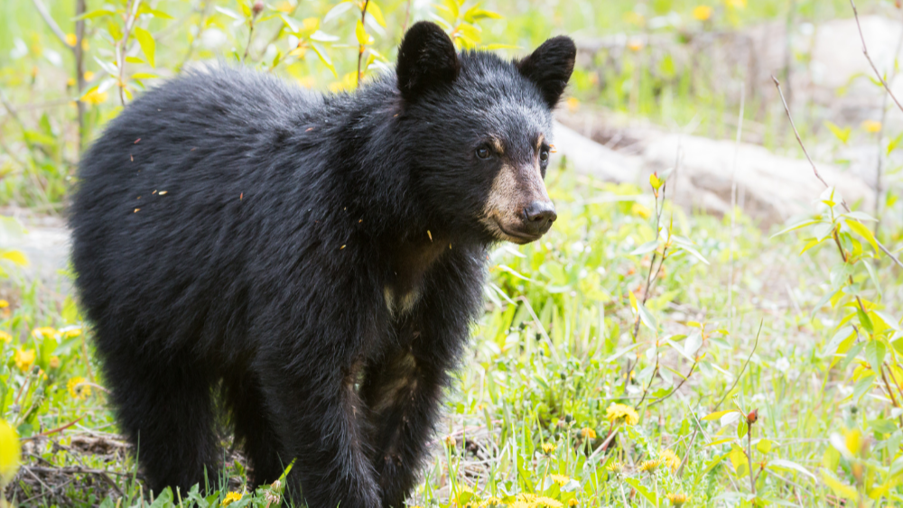 A Survival Guide for a Bear Market