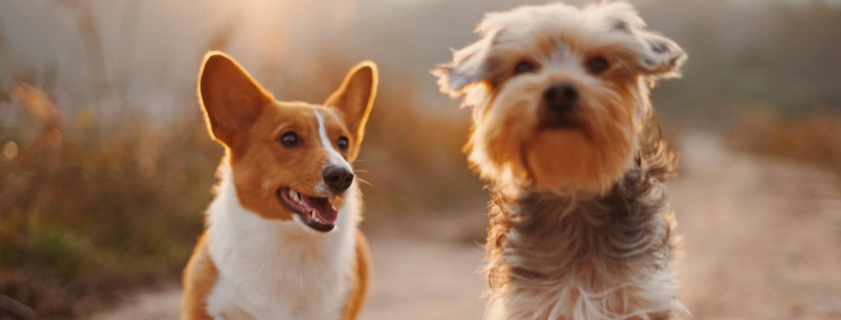 Dog Bites Neighbor. Now What?