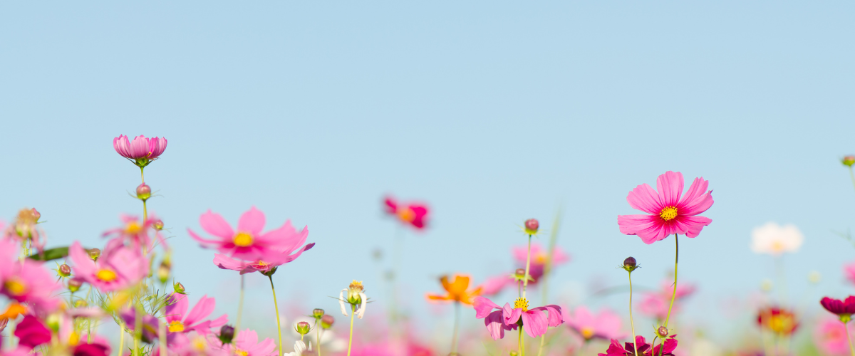 Spring Has Sprung: Time to Refresh Your Retirement Plan